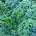 Giống Cải xoăn Kale xanh lá